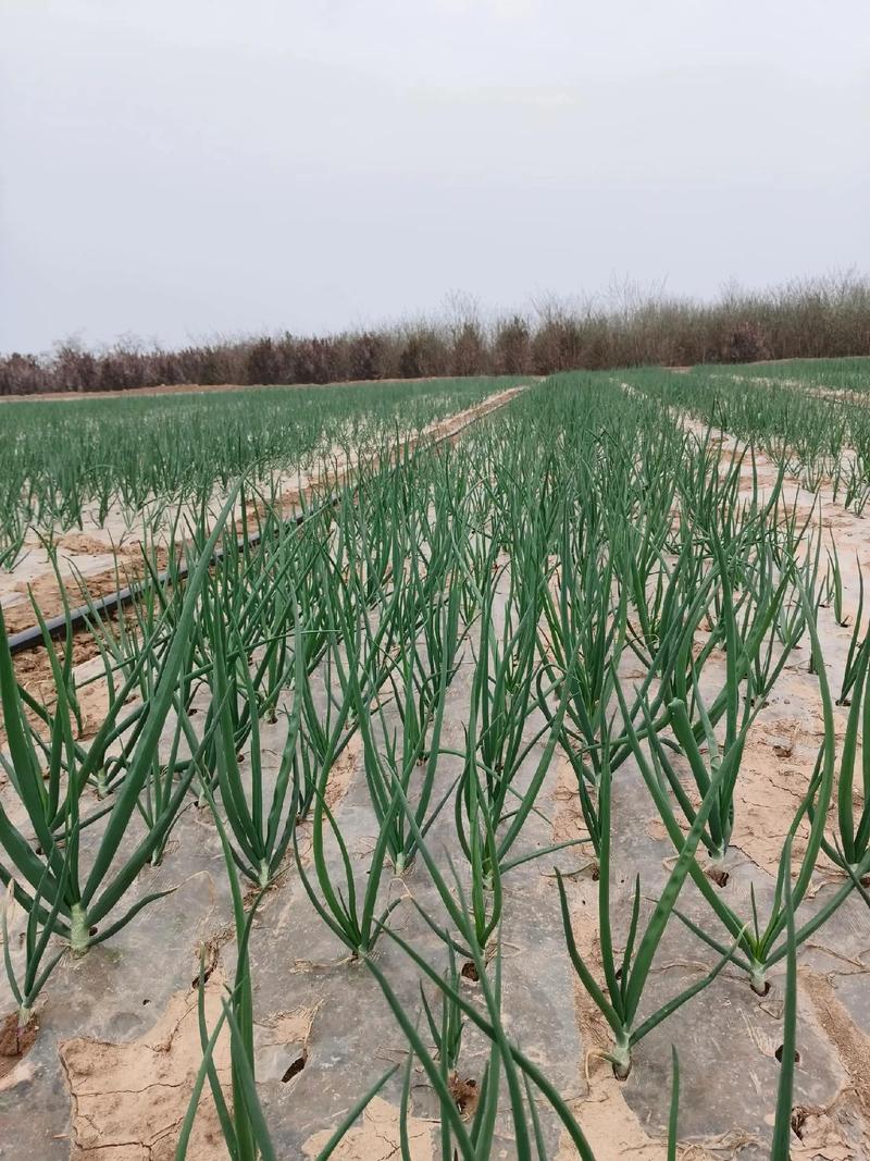 北方洋葱种植技术视频，如何高效种植？-图2