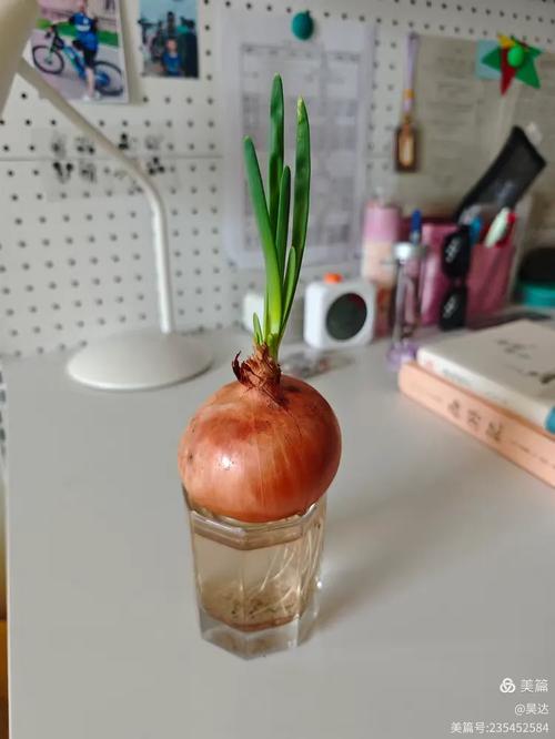 北方洋葱种植技术视频，如何高效种植？-图3