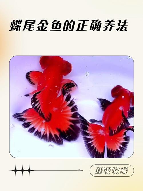 家庭金鱼养殖技术视频怎么学?-图1 家庭金鱼养殖技术视频怎么学?-图1