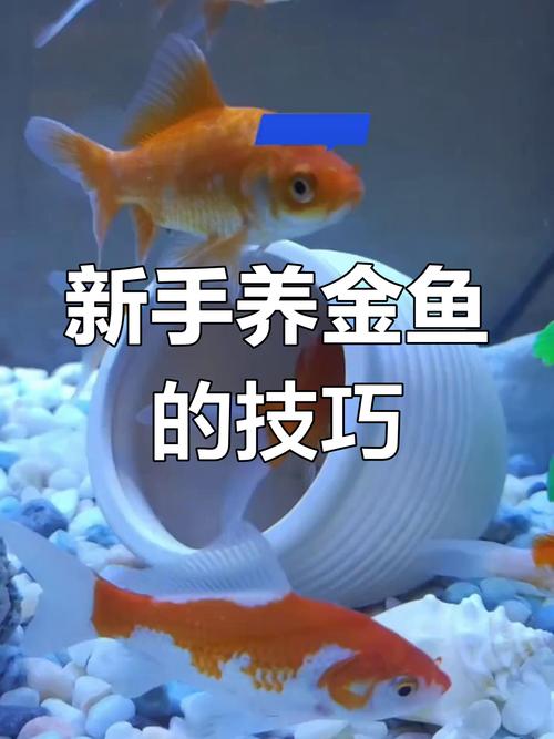家庭金鱼养殖技术视频怎么学?-图2 家庭金鱼养殖技术视频怎么学?-图2