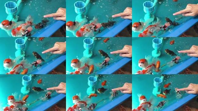 家庭金鱼养殖技术视频怎么学?-图3 家庭金鱼养殖技术视频怎么学?-图3