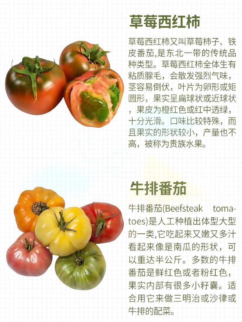 哪种大棚番茄品种最值得种?-图2 哪种大棚番茄品种最值得种?-图2