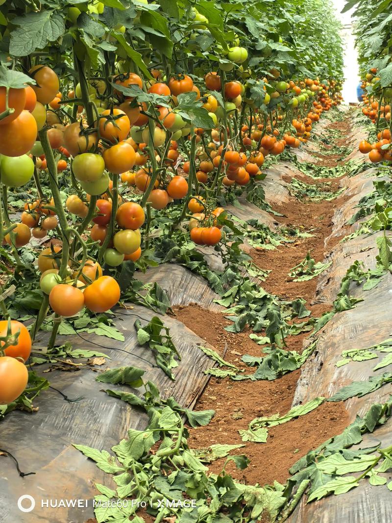 哪种大棚番茄品种最值得种？-图3