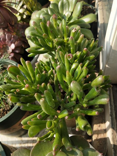 哪些多肉品种叶片会长得特别长？-图1