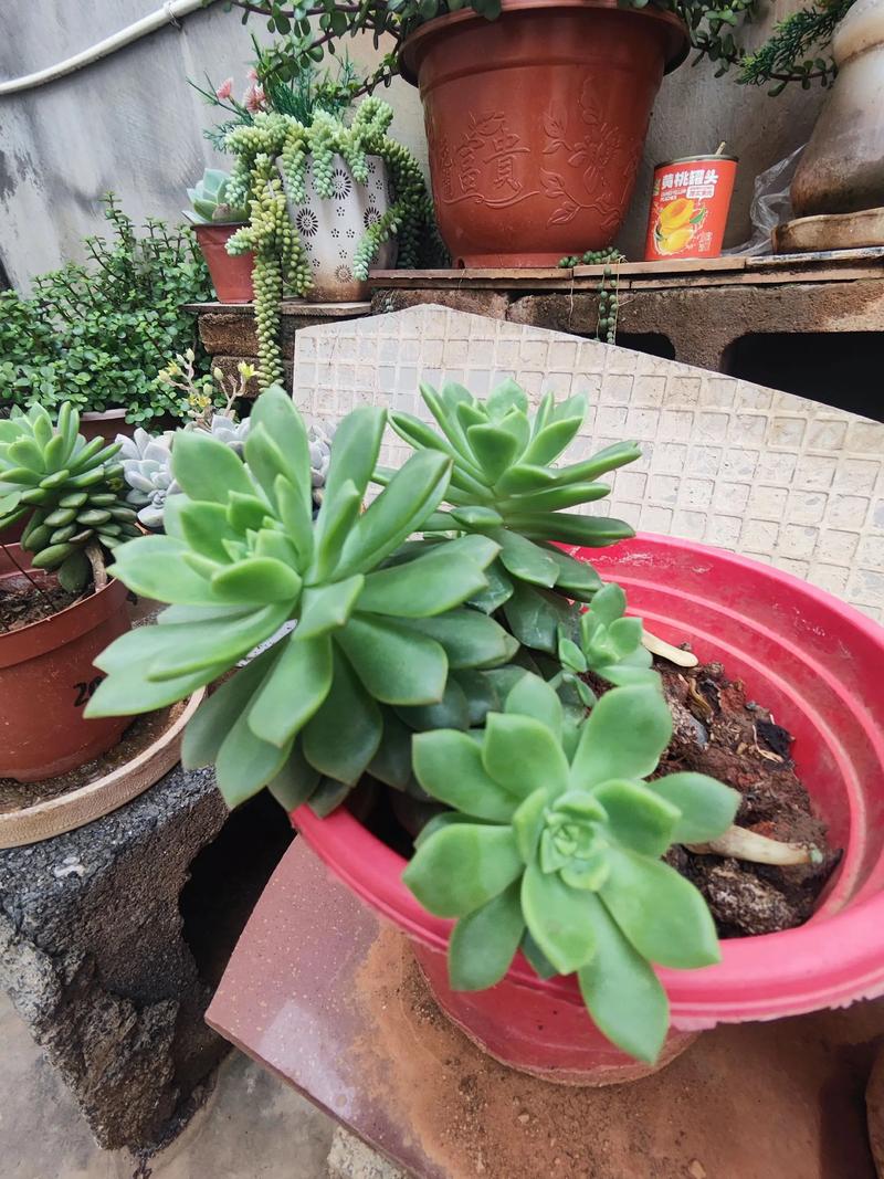 哪些多肉品种叶片会长得特别长？-图3