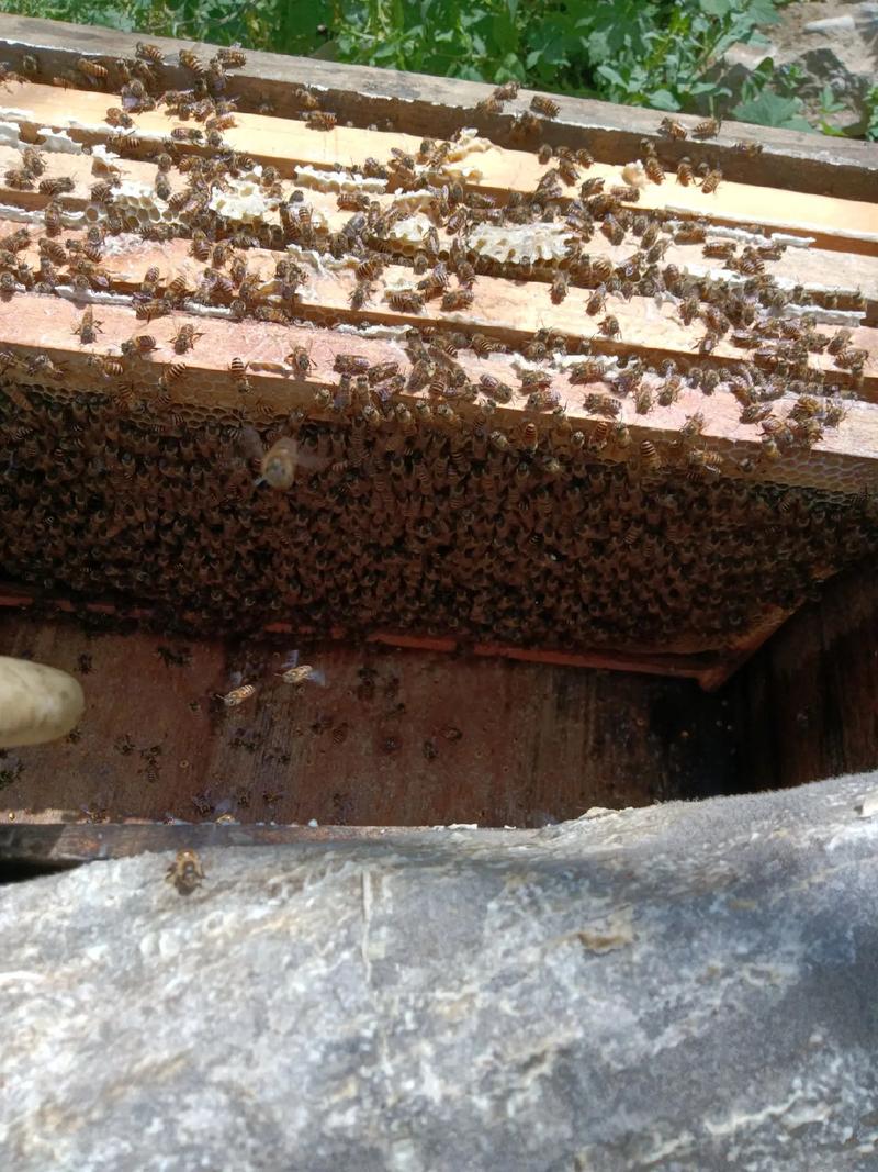 高效养蜂技术宝典如何下载?-图1 高效养蜂技术宝典如何下载?-图1