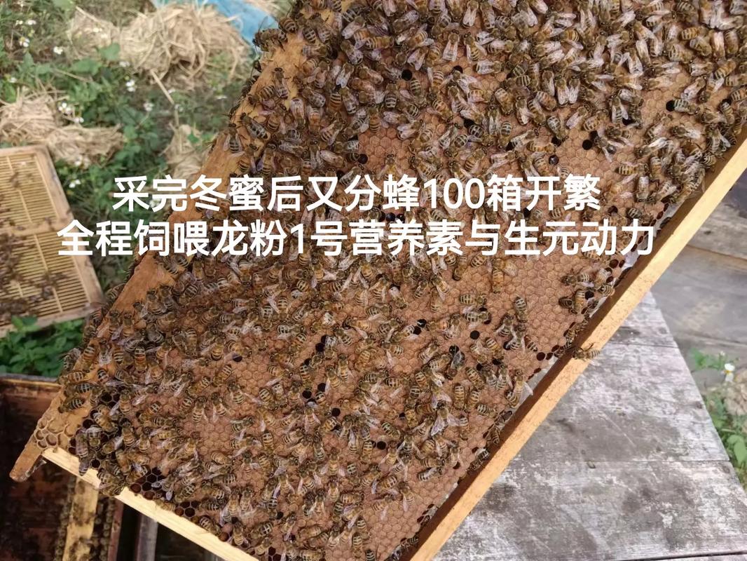 高效养蜂技术宝典如何下载?-图2 高效养蜂技术宝典如何下载?-图2