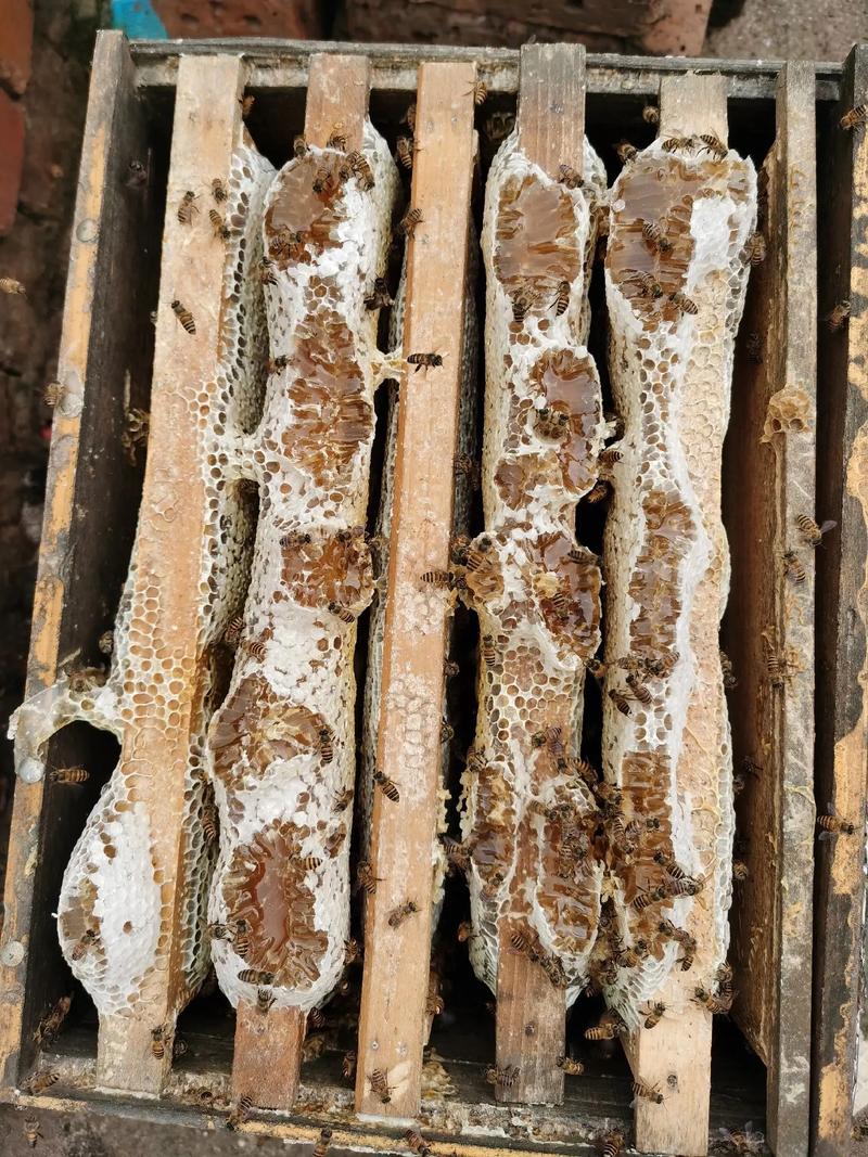 高效养蜂技术宝典如何下载?-图3 高效养蜂技术宝典如何下载?-图3