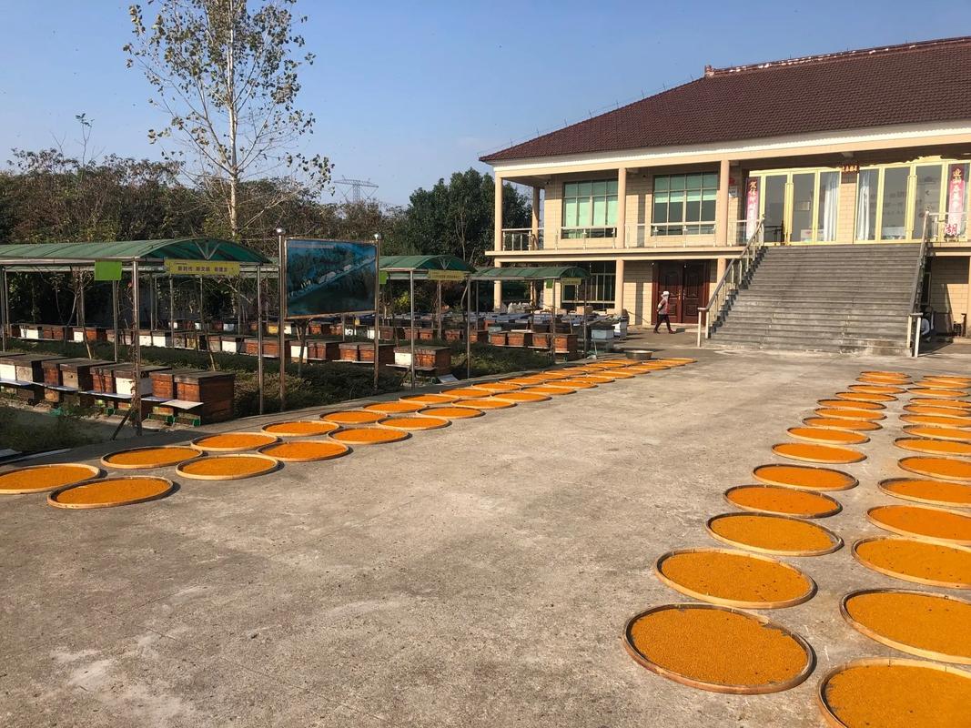 哪里能下载蜜蜂养殖技术视频？-图1