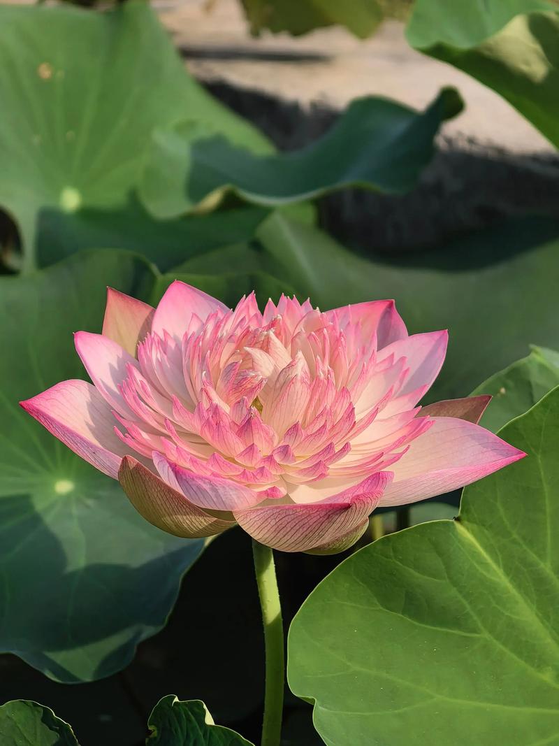 哪些碗莲品种颜值最高？-图1