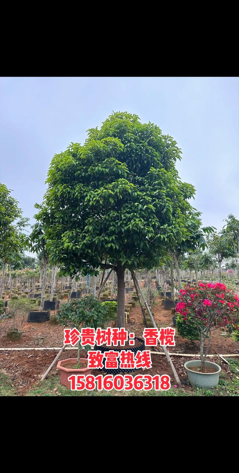 珍贵树种有哪些常见品种？-图1