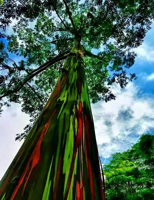 珍贵树种有哪些常见品种？-图2