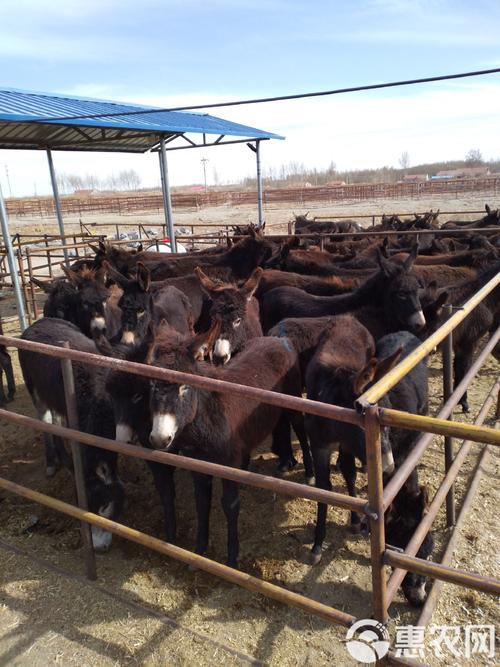 肉驴养殖品种选哪个好？-图1