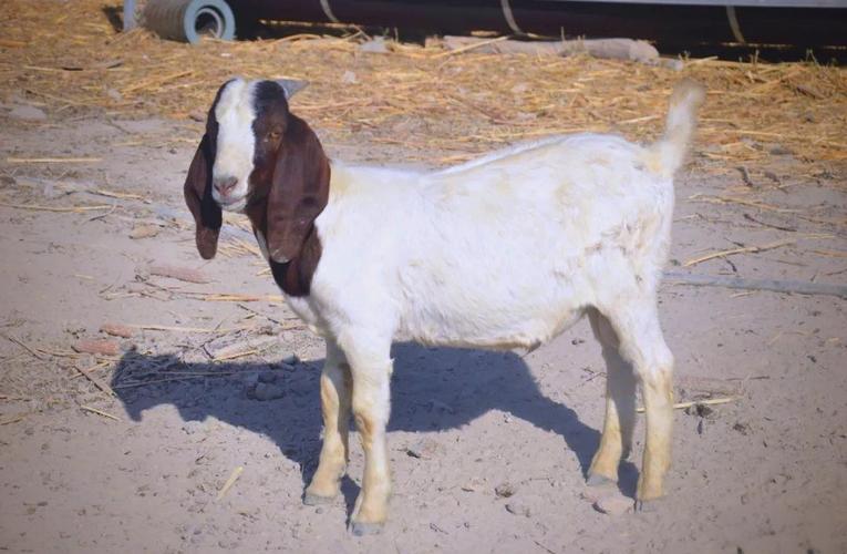 大耳山羊是什么品种？-图1