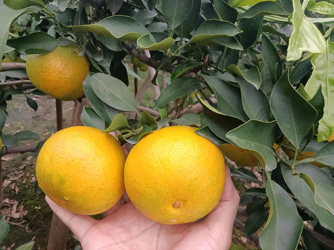 爱媛柑橘哪个品种更好?-图1 爱媛柑橘哪个品种更好?-图1