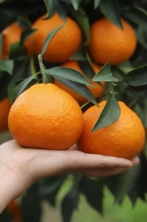 爱媛柑橘哪个品种更好?-图2 爱媛柑橘哪个品种更好?-图2