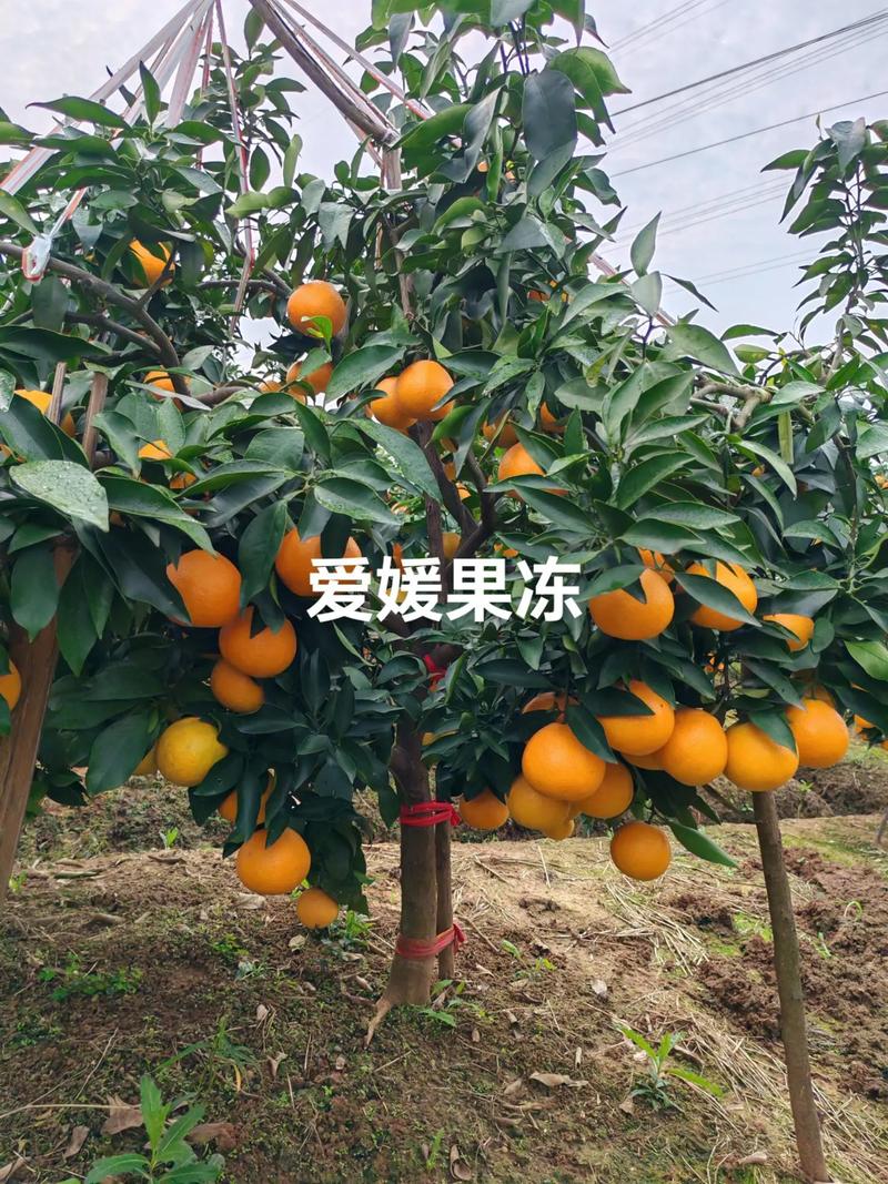 爱媛柑橘哪个品种更好?-图3 爱媛柑橘哪个品种更好?-图3