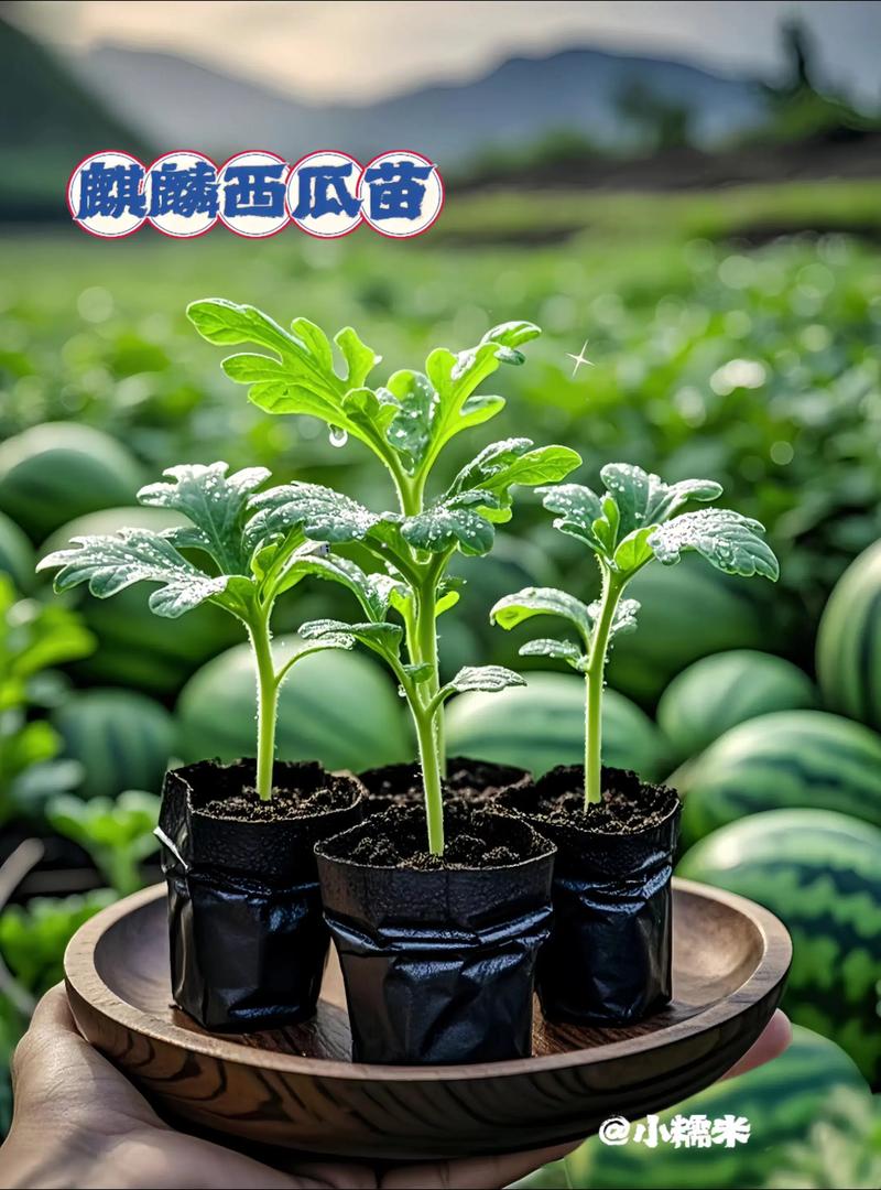 安徽麒麟西瓜种植技术要点有哪些？-图2