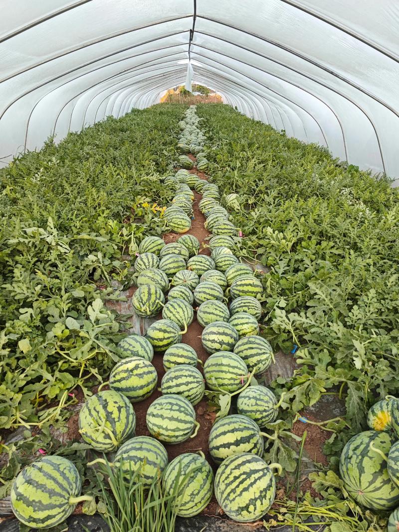 安徽麒麟西瓜种植技术要点有哪些？-图1