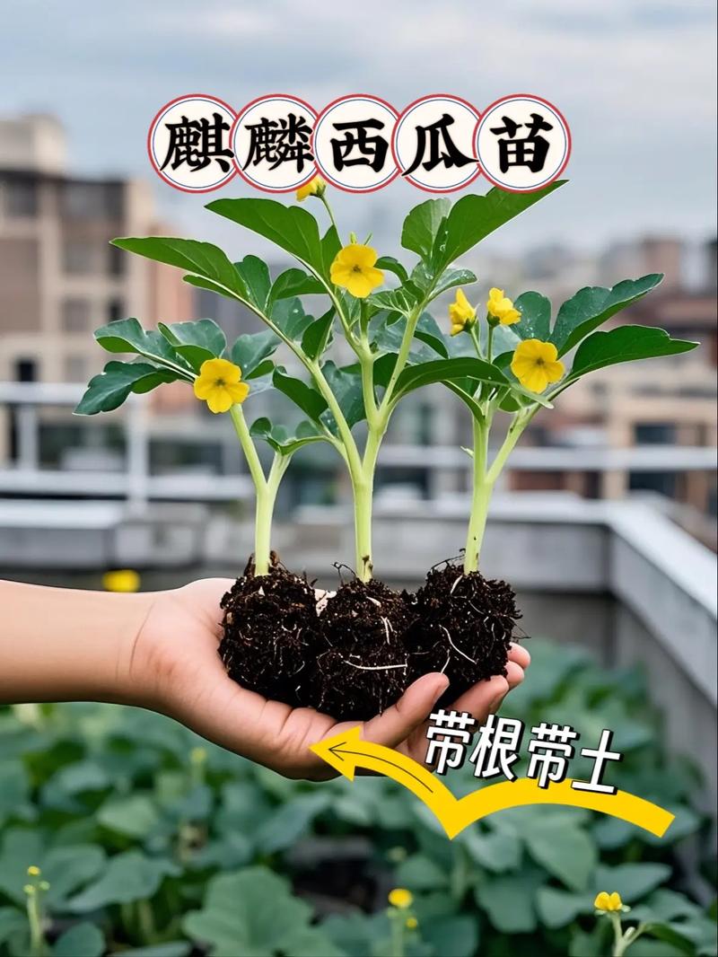 安徽麒麟西瓜种植技术要点有哪些？-图3