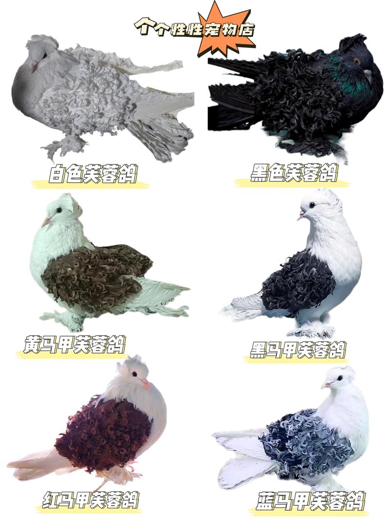鸽子品种到底有多少种?-图1 鸽子品种到底有多少种?-图1