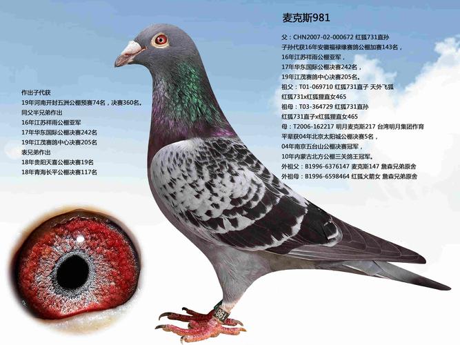 鸽子品种到底有多少种?-图2 鸽子品种到底有多少种?-图2