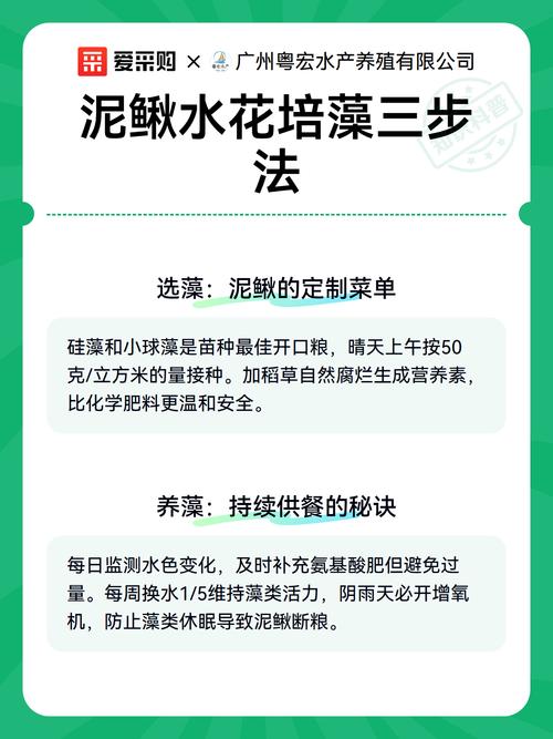 台湾泥鳅水花养殖技术要点有哪些？-图3