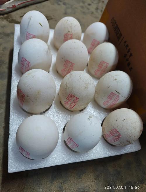 什么鹅品种下蛋量高？-图2