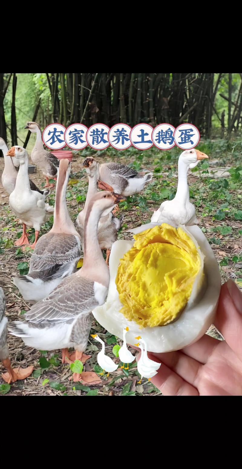 什么鹅品种下蛋量高？-图3