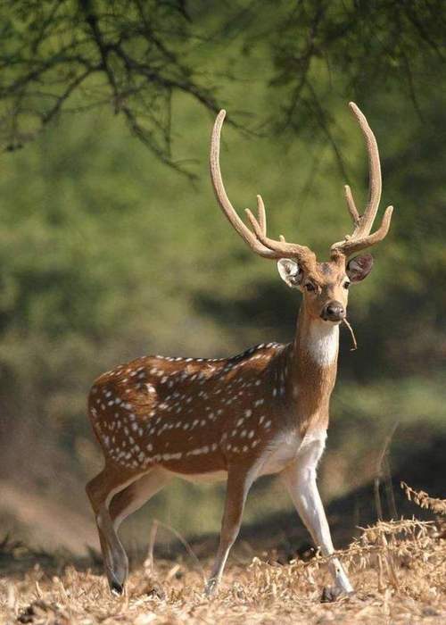 哪种鹿品种颜值最高？-图1