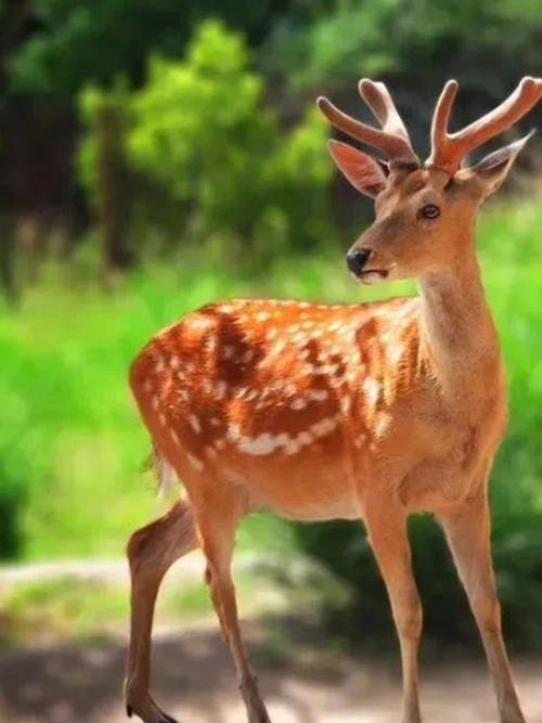 哪种鹿品种颜值最高？-图2