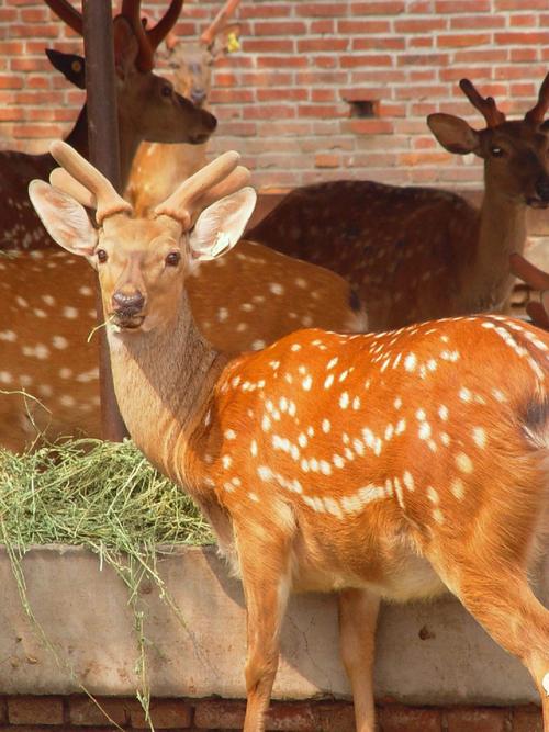 哪种鹿品种颜值最高？-图3