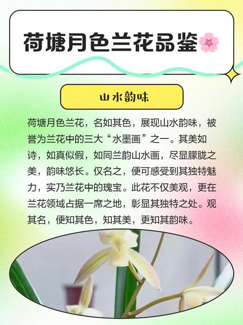 建兰各品种开花时间有何差异?-图1 建兰各品种开花时间有何差异?-图1