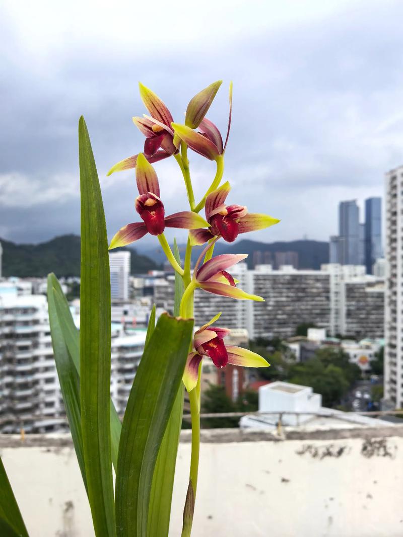 建兰各品种开花时间有何差异?-图2 建兰各品种开花时间有何差异?-图2