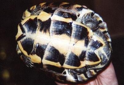 安南龟多少钱一斤?-图1 安南龟多少钱一斤?-图1