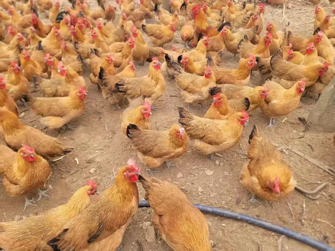 瑶鸡品种有哪些?-图1 瑶鸡品种有哪些?-图1