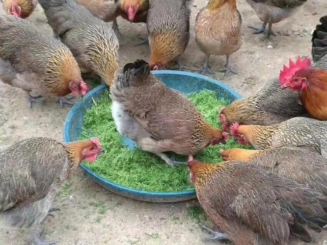 瑶鸡品种有哪些?-图3 瑶鸡品种有哪些?-图3