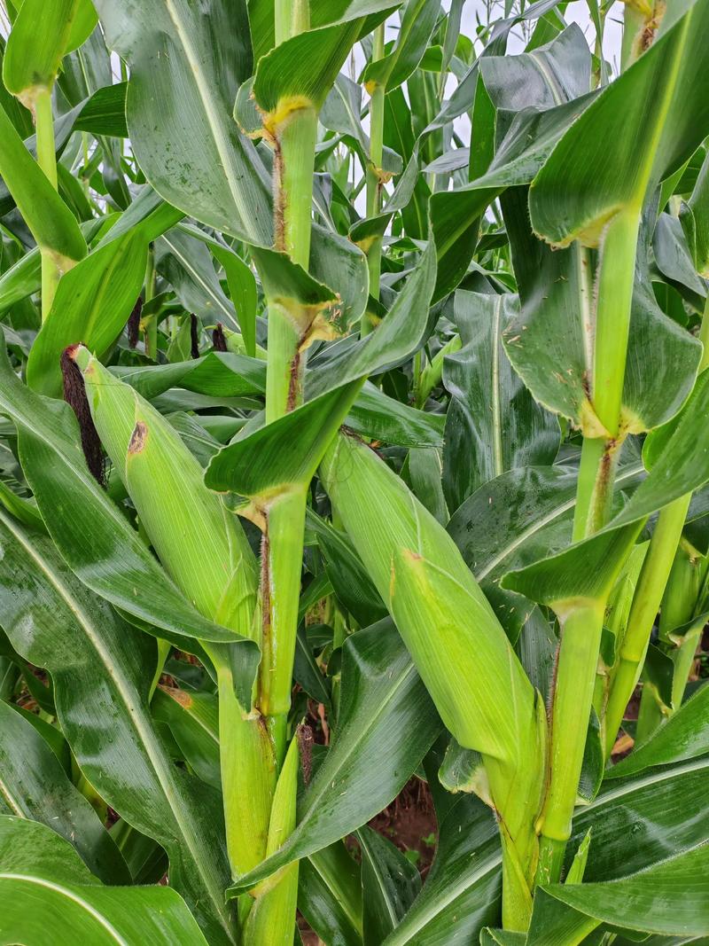 夏天种的玉米品种有-图1