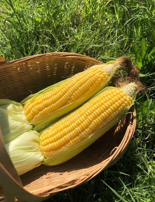 夏天种的玉米品种有-图3