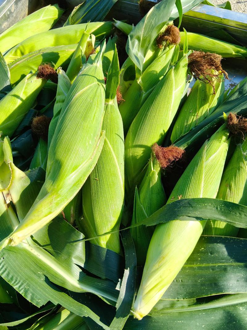 夏天种的玉米品种有-图2