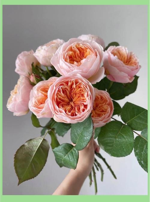 哪种玫瑰花品种最贵？-图1