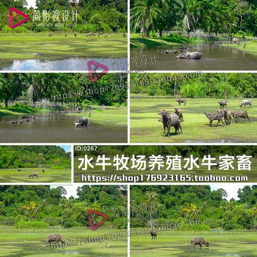 中国水牛养殖技术视频,新手能快速学会吗?-图1 中国水牛养殖技术视频,新手能快速学会吗?-图1