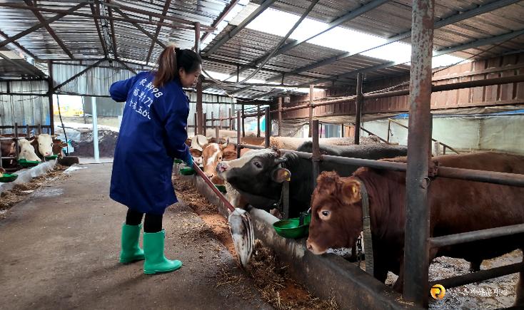 中国水牛养殖技术视频,新手能快速学会吗?-图3 中国水牛养殖技术视频,新手能快速学会吗?-图3