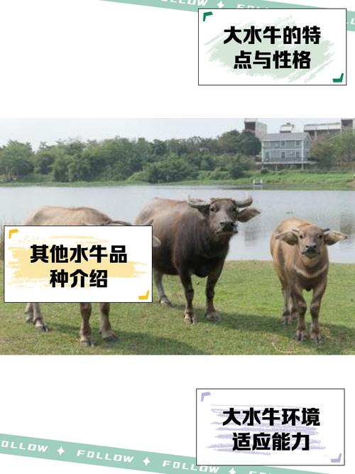 中国水牛养殖技术视频,新手能快速学会吗?-图2 中国水牛养殖技术视频,新手能快速学会吗?-图2