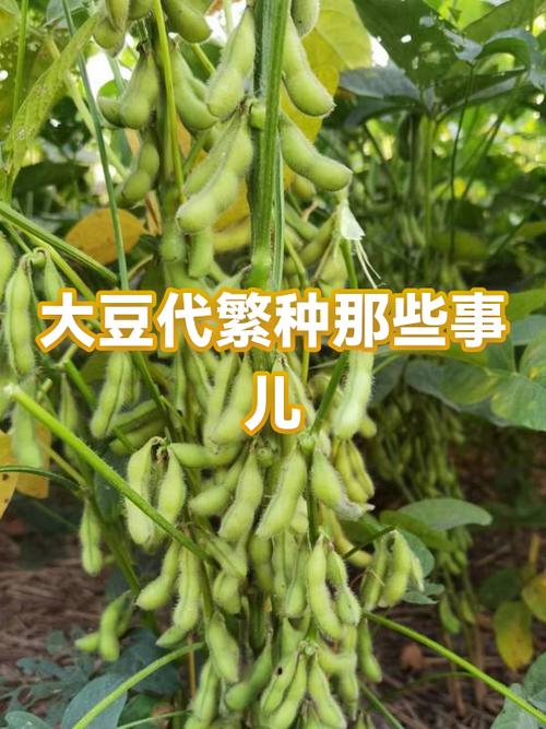 周口大豆最新收购价多少?-图3 周口大豆最新收购价多少?-图3