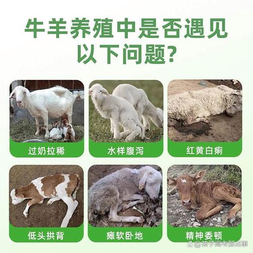 羊羔拉稀用什么药治?-图1 羊羔拉稀用什么药治?-图1