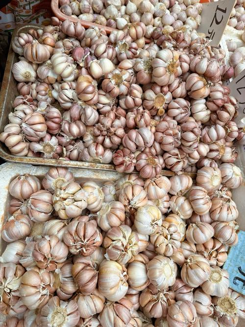 白蒜头价格多少钱一斤?-图1 白蒜头价格多少钱一斤?-图1