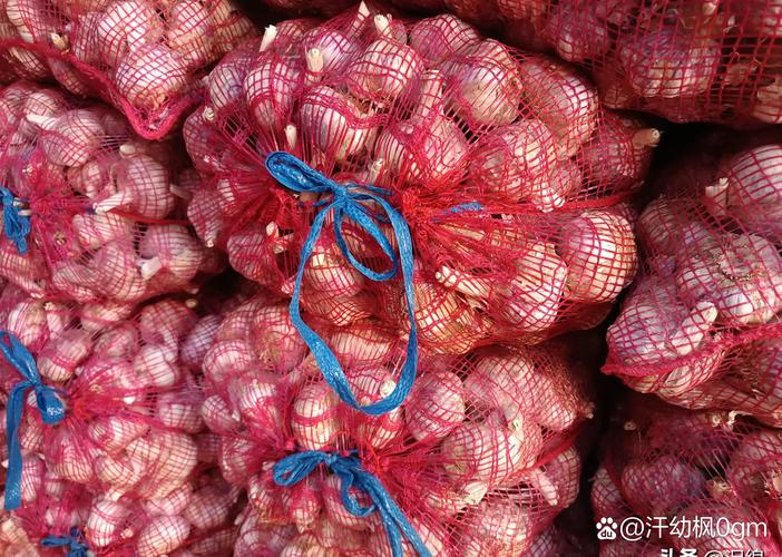 白蒜头价格多少钱一斤?-图3 白蒜头价格多少钱一斤?-图3