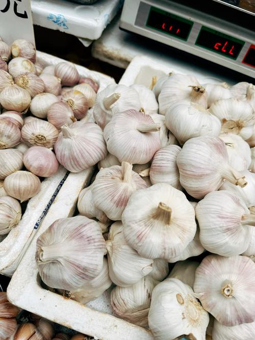 白蒜头价格多少钱一斤?-图2 白蒜头价格多少钱一斤?-图2