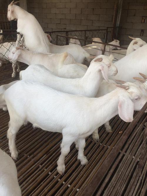 养羊选什么品种最合适？-图2